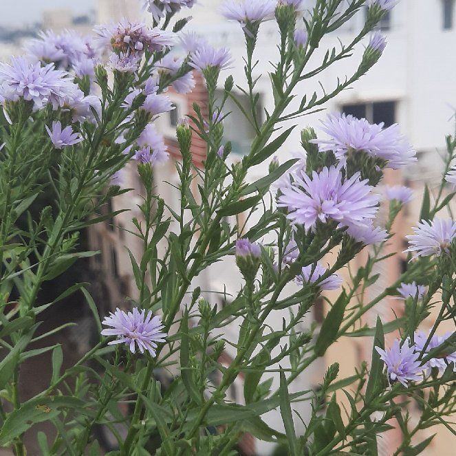 Photo of the plant species Tartarian Aster by @highladyofink named Peter Parker on Greg, the plant care app