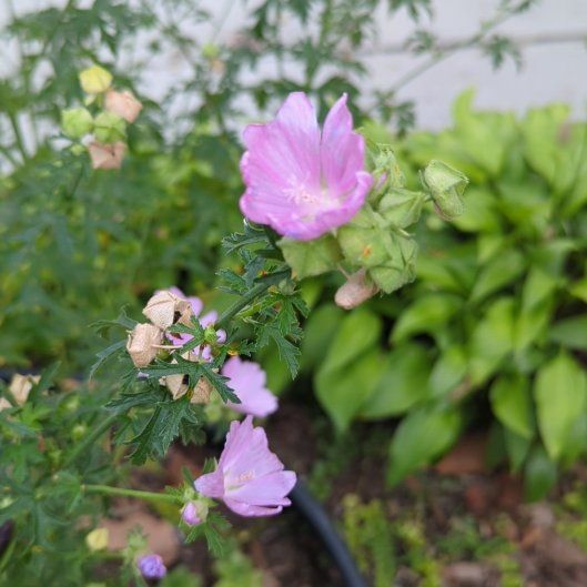 Photo of the plant species Musk Mallow by @FunSilverarrows named Apollo on Greg, the plant care app
