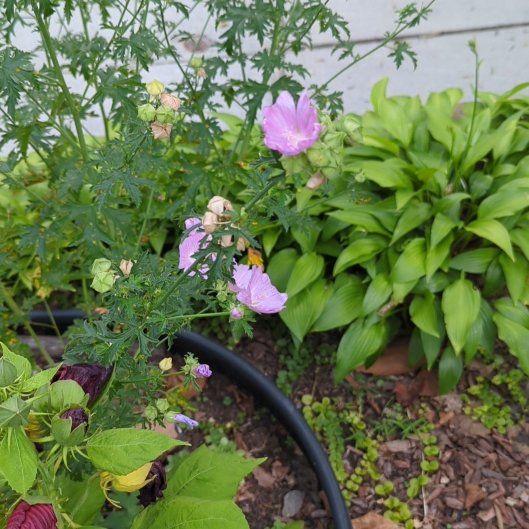Photo of the plant species Musk Mallow by @FunSilverarrows named Coco on Greg, the plant care app