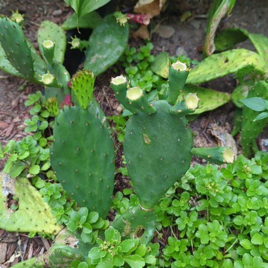 Photo of the plant species Eastern Prickly-Pear Cactus by @FunSilverarrows named Daphne on Greg, the plant care app