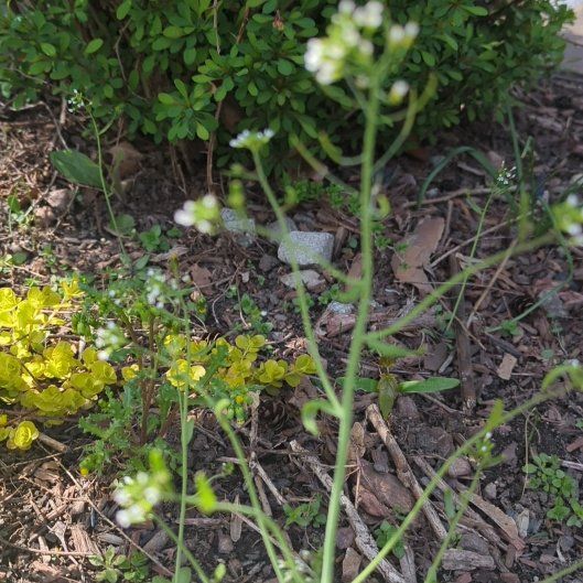 Photo of the plant species Shepherd's Purse by @FunSilverarrows named Fernie Saunders on Greg, the plant care app