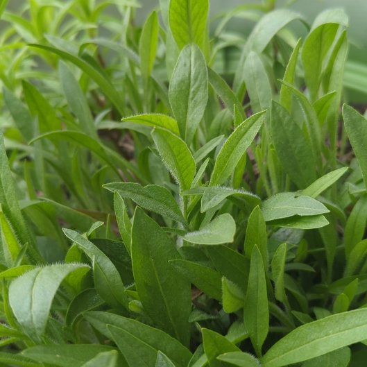 Photo of the plant species True Forget-Me-Not by @FunSilverarrows named Eva on Greg, the plant care app