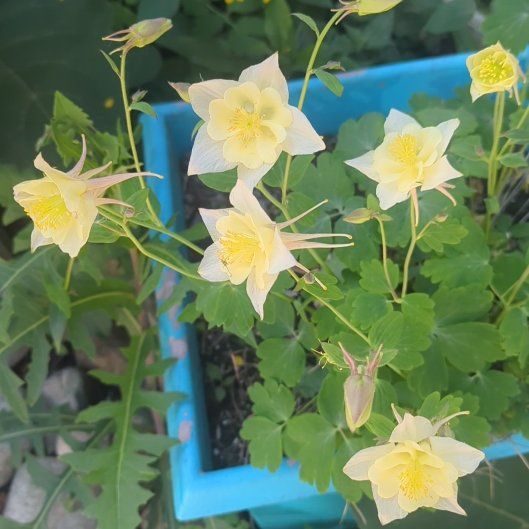 Photo of the plant species Colorado Blue Columbine by @FunSilverarrows named Hamilton on Greg, the plant care app