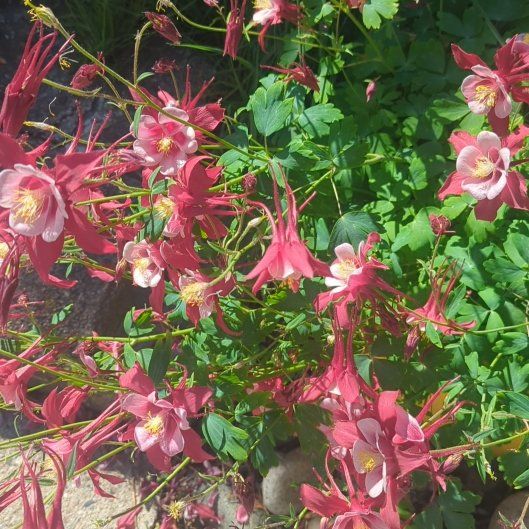 Photo of the plant species European Columbine by @FunSilverarrows named Ulysses S Plant on Greg, the plant care app