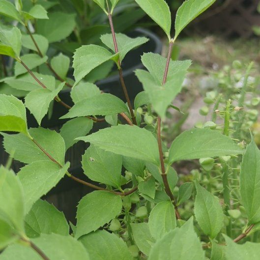Photo of the plant species Sweet Mock Orange by @FunSilverarrows named Denali on Greg, the plant care app