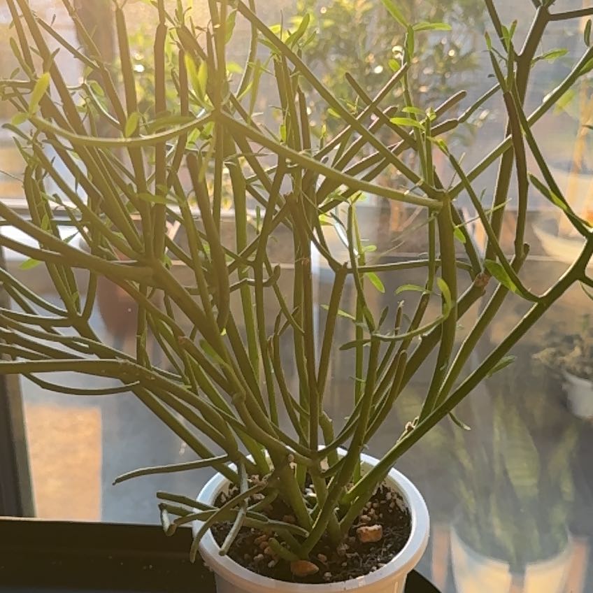 Photo of the plant species Pencil Milkbush by @GoodyColeus named Diana on Greg, the plant care app