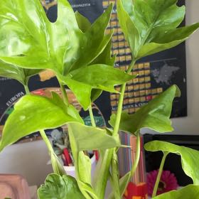 Photo of the plant species Philodendron subincisum by @GodlyWillowdock named Maya on Greg, the plant care app