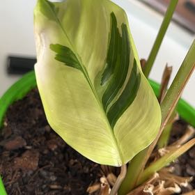 Photo of the plant species Calathea 'Yellow Fusion' by @GodlyWillowdock named Oscar on Greg, the plant care app