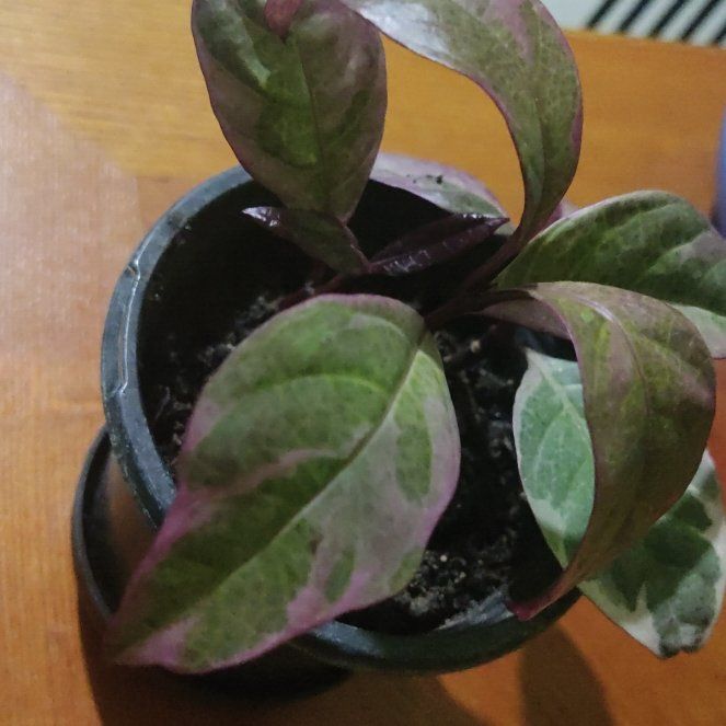 Photo of the plant species Rubrum by @PlantLime named Grape on Greg, the plant care app