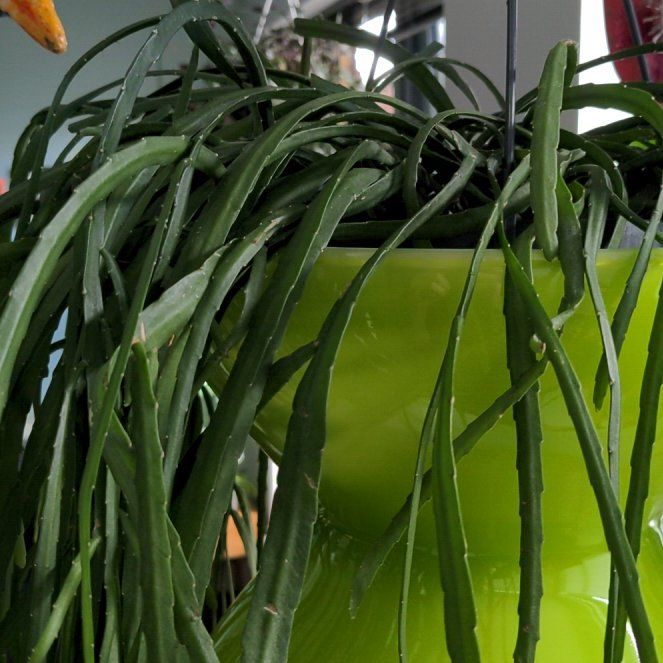 Photo of the plant species Jungle Cactus by @MovingEggplant named Surya on Greg, the plant care app