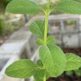 Photo of the plant species Velvet Shrubverbena by @VastChinaberry named Austen on Greg, the plant care app