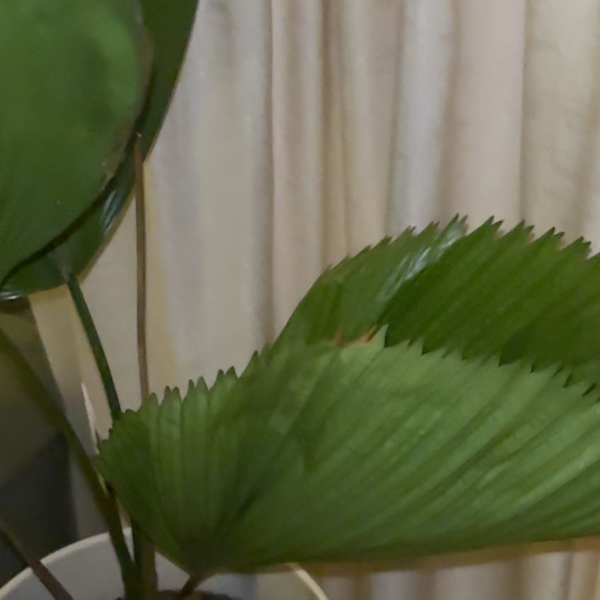 Photo of the plant species Elegant Fan Palm by @IdolFalsecaesar named Bodhi on Greg, the plant care app