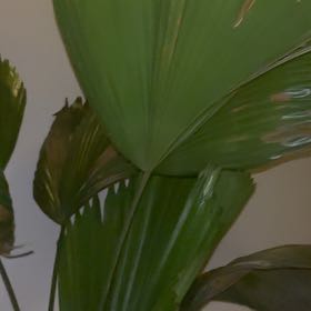 Photo of the plant species Elegant Fan Palm by @IdolFalsecaesar named Leaf Erickson on Greg, the plant care app