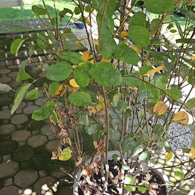 Photo of the plant species Shadbush by @WillPickeringia named Homer on Greg, the plant care app
