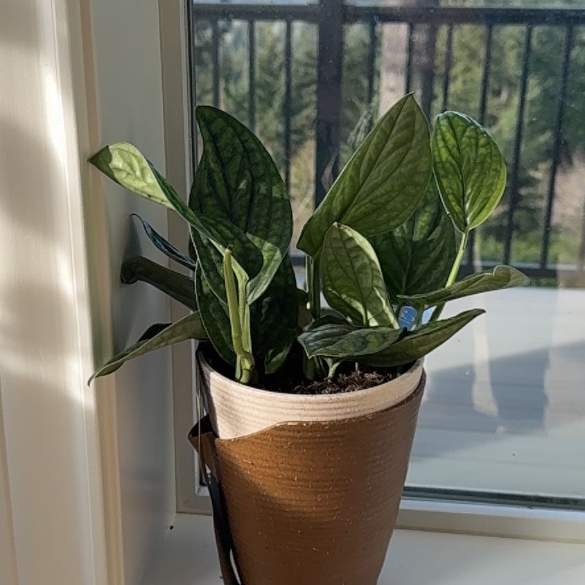 Photo of the plant species Alexa by @PNWalrus named Drake on Greg, the plant care app