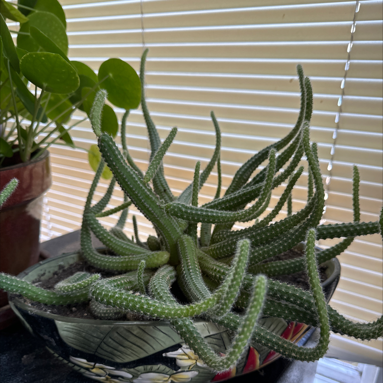 Photo of the plant species medusa cactus by @ZanyPanamatree named Marilyn on Greg, the plant care app