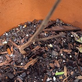 Photo of the plant species parijat plant by @DollOctopusarms named Hamilton on Greg, the plant care app