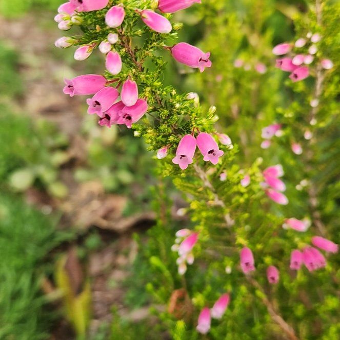 Photo of the plant species Scotch Heath by @KeyHoyacarmelae named Mollie on Greg, the plant care app