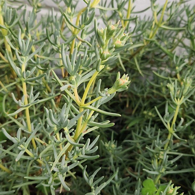 Photo of the plant species Media Sandspurry by @KeyHoyacarmelae named Treeyoncé on Greg, the plant care app