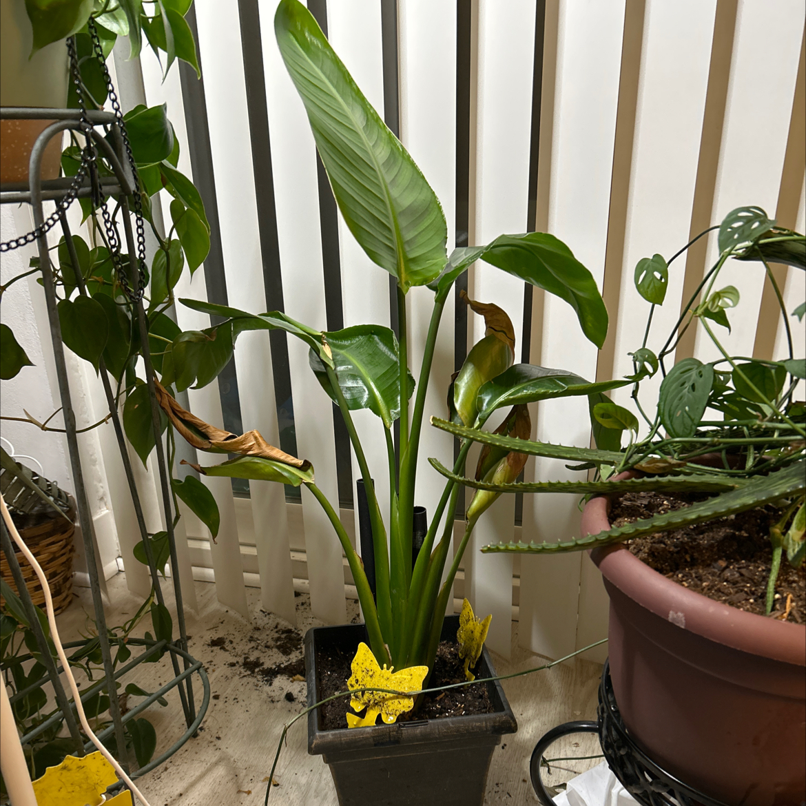 Navajo Jasper Paradise