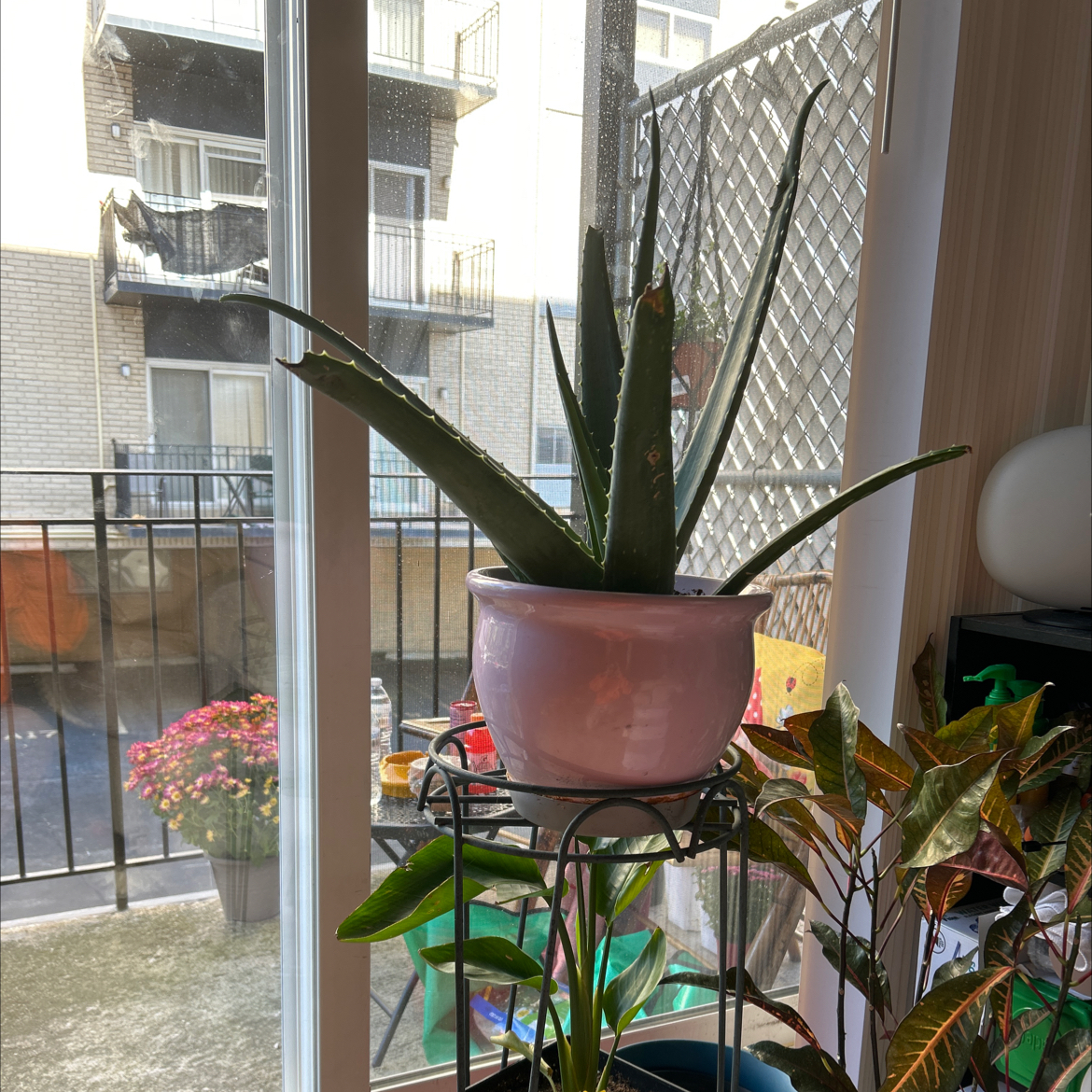 Aloe