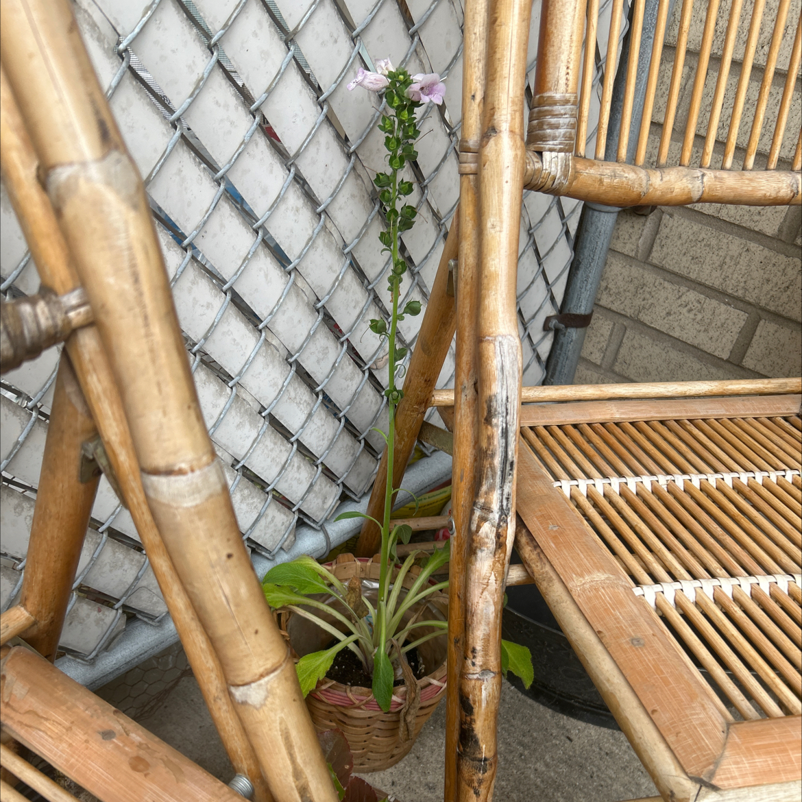 Photo of the plant species Common Foxglove by @SageSolidGoldd named Demi on Greg, the plant care app