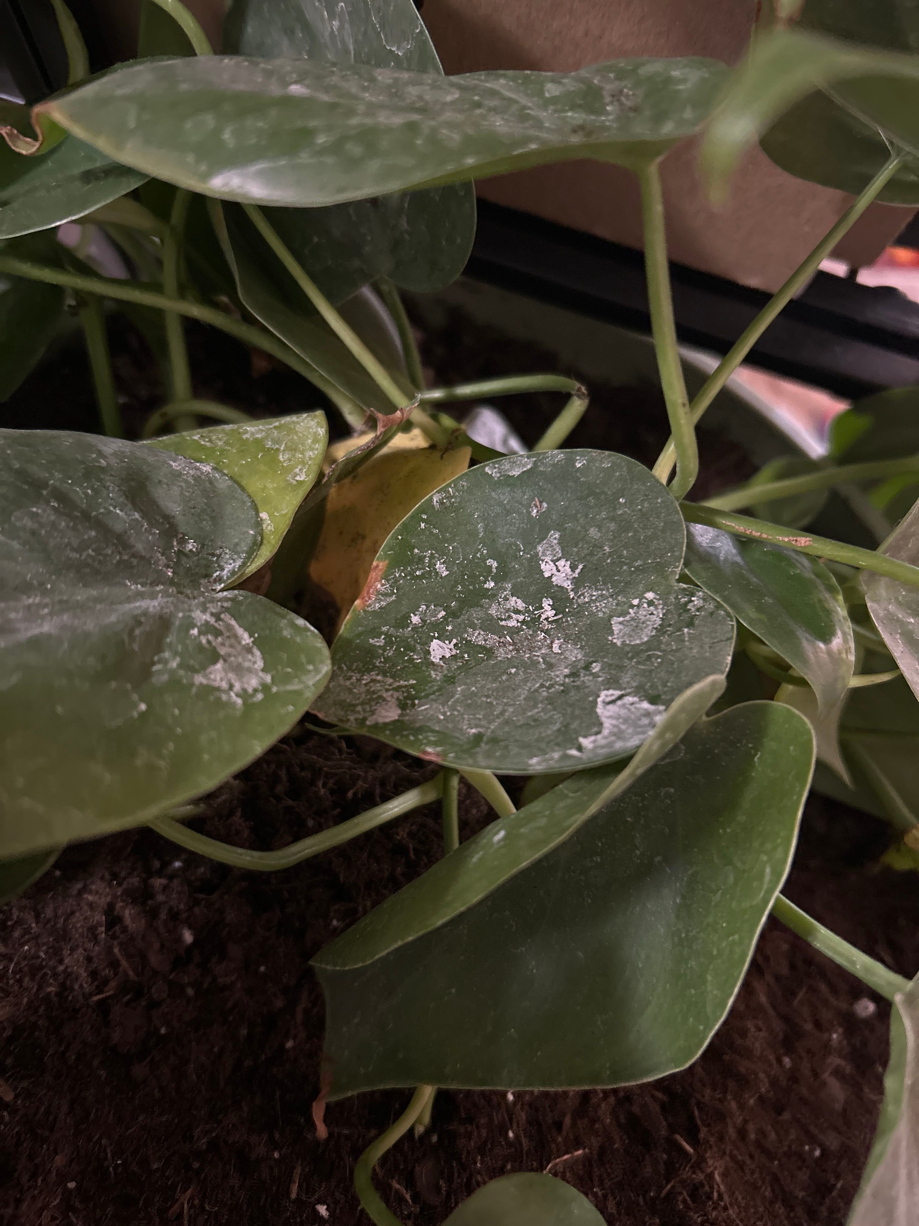 🔍 How to Fix Black Spots on Your Philodendron