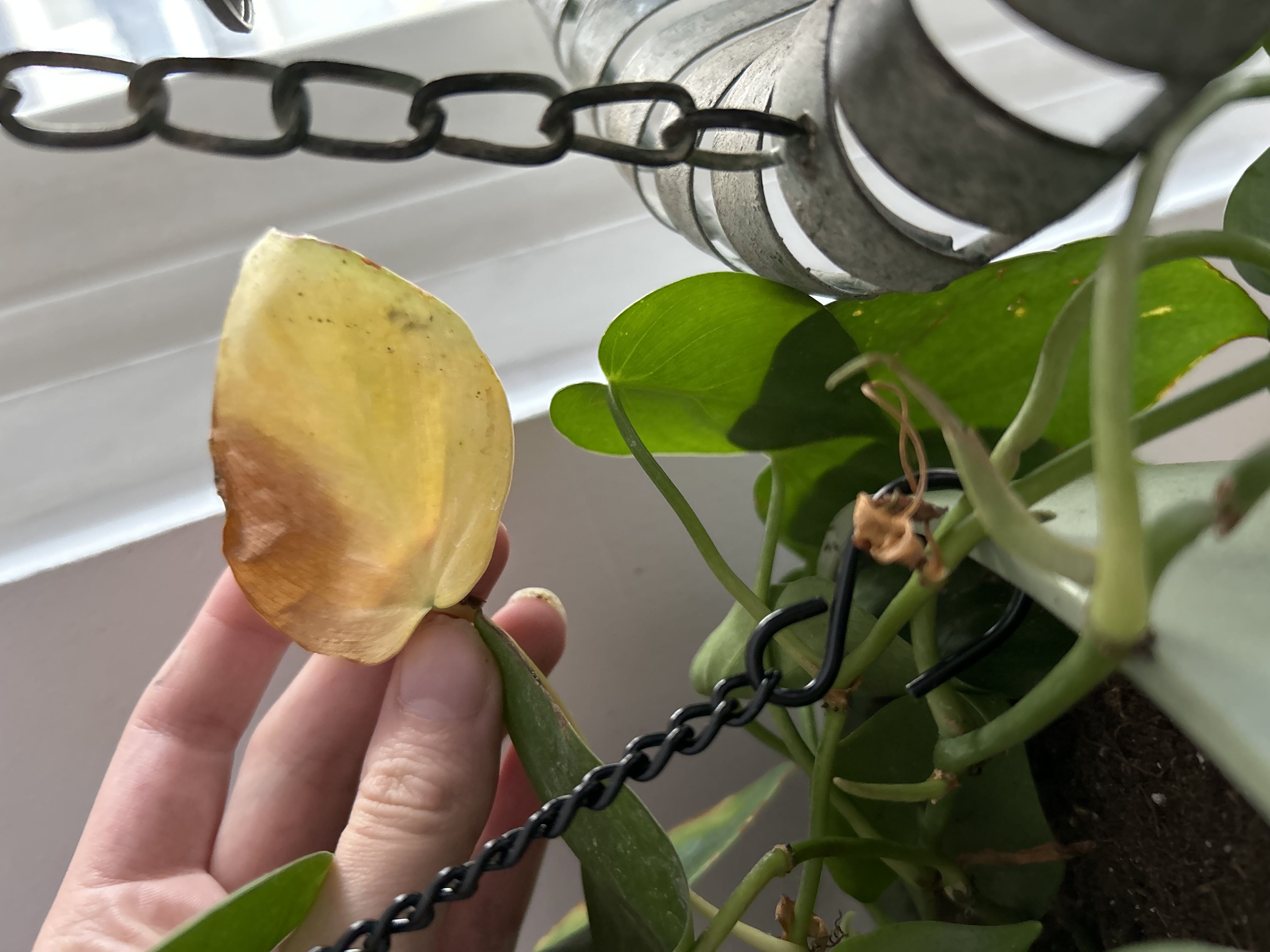 Photo from the post