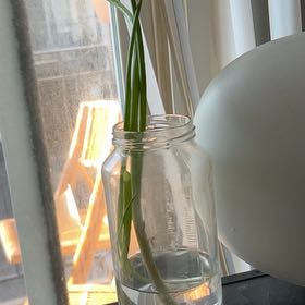 Photo of the plant species Green Onion by @SageSolidGoldd named Spike Leaves on Greg, the plant care app