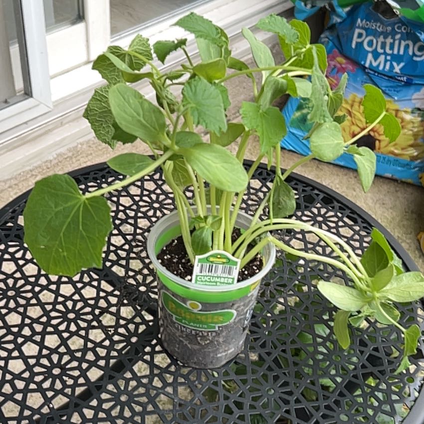 Photo of the plant species Cucumber by @SageSolidGoldd named Sonora on Greg, the plant care app