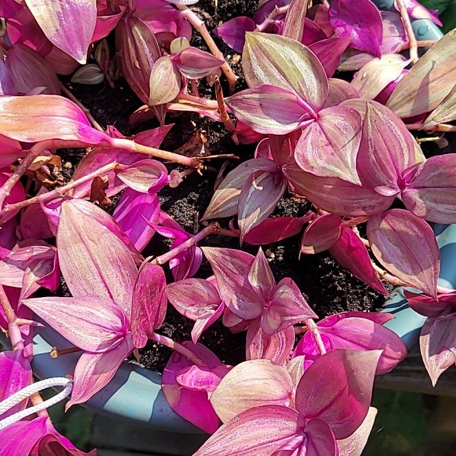 Photo of the plant species tradeseantia by @SacredGreyghost named Jewy on Greg, the plant care app