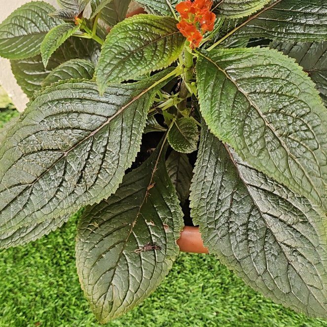 Photo of the plant species Sunset Bells by @GoodChrissyfern named Emerson on Greg, the plant care app