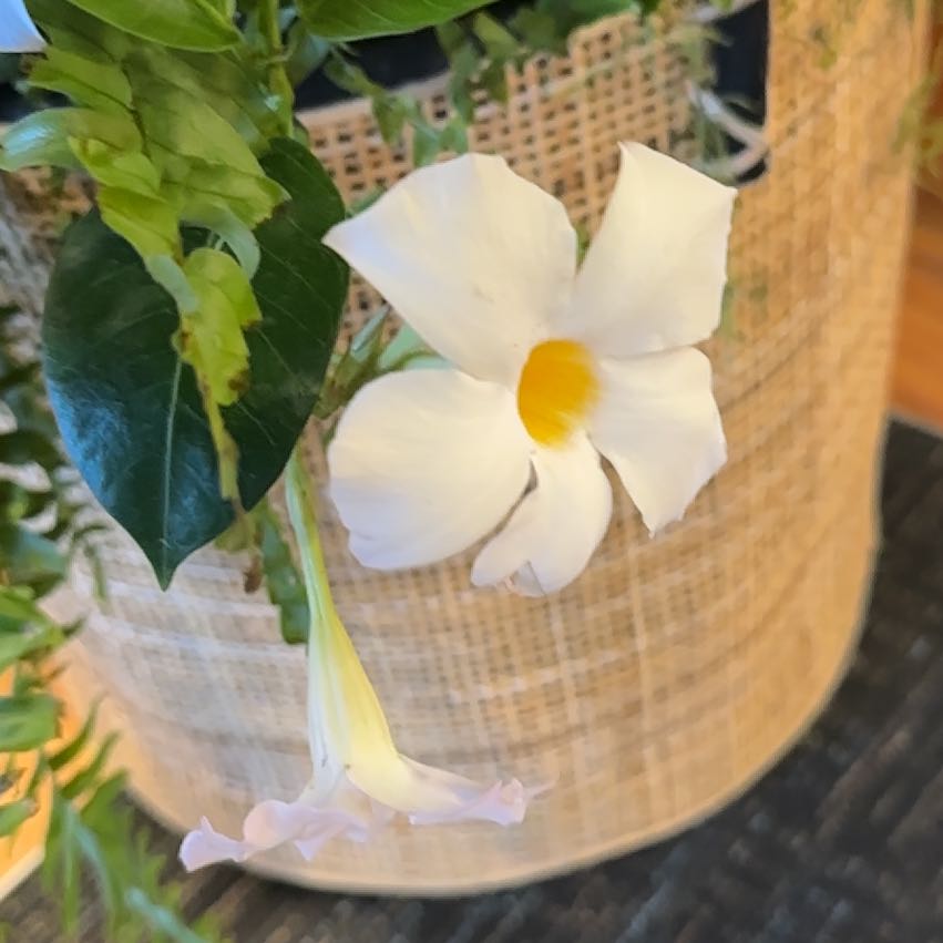 Photo of the plant species Golden Trumpet by @ZarfSeacampion named Kendall on Greg, the plant care app