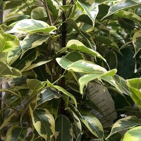 Photo of the plant species Ficus Beniamina by @ZarfSeacampion named Gobi on Greg, the plant care app