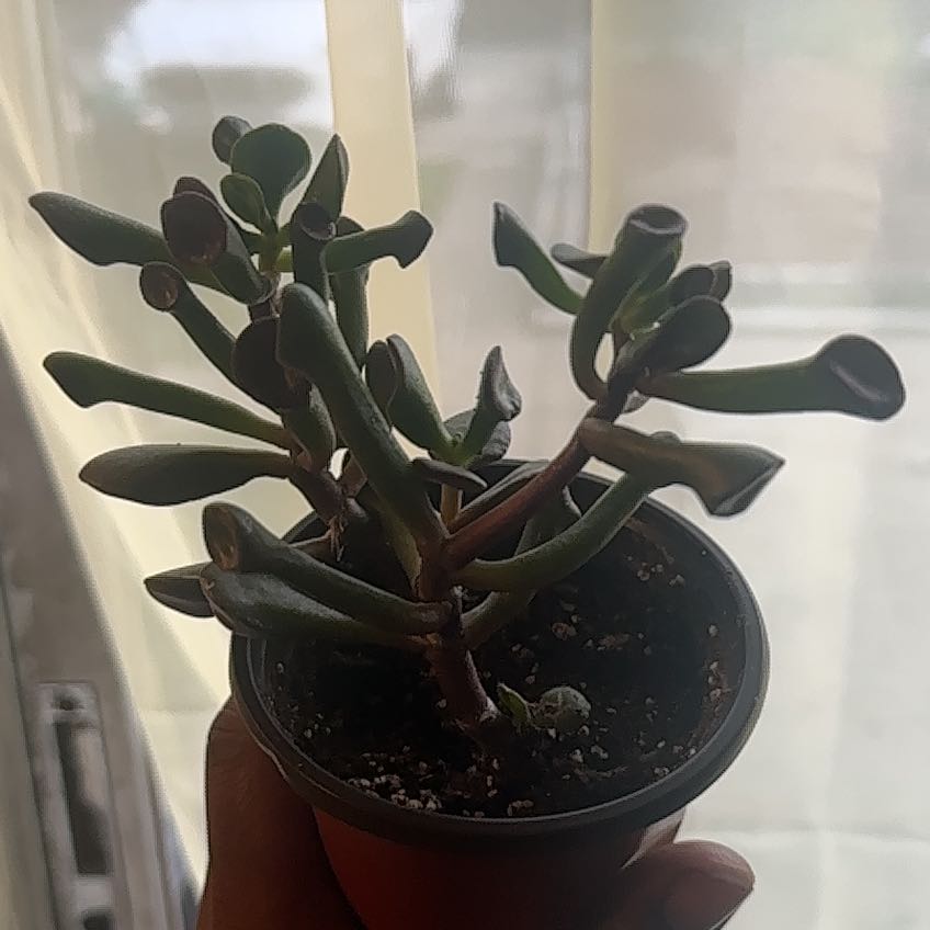 Photo of the plant species Ogre's Ears Jade by @NaNaJones named Mannie on Greg, the plant care app