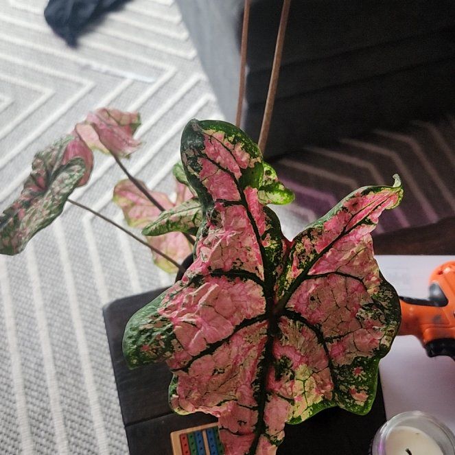 Photo of the plant species Splash of Wine Caladium by @LimberAgboy named S.o.W. on Greg, the plant care app
