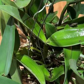 Photo of the plant species Yellow Clintonia by @ImpressiveRose named Figyonce on Greg, the plant care app