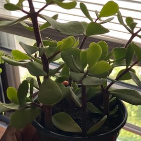 Photo of the plant species Large Leaf Elephant Bush by @NonpareilMelon named Abrui on Greg, the plant care app