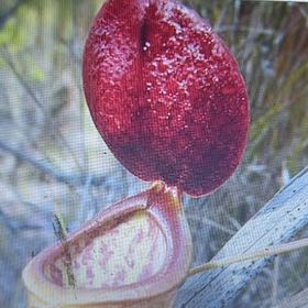 Photo of the plant species Lady's-Slipper Orchid by @YiftLimabean77 named Harry on Greg, the plant care app