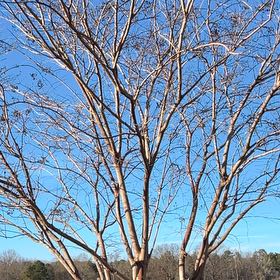 Photo of the plant species Tree Morning Glory by @YiftLimabean77 named Einstein on Greg, the plant care app