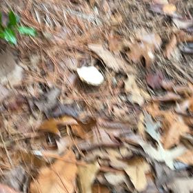 Photo of the plant species Lady's-Slipper Orchid by @YiftLimabean77 named Figyonce on Greg, the plant care app