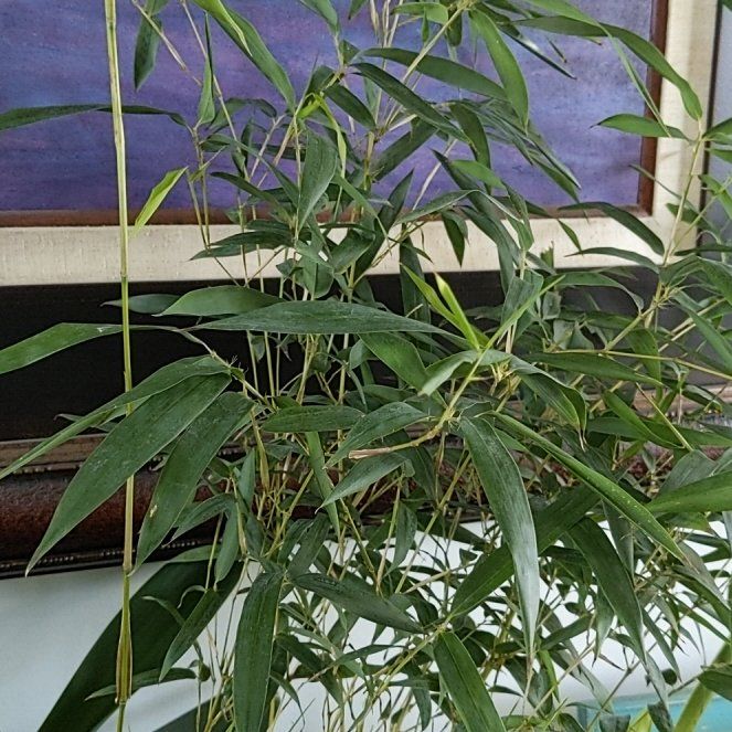 Photo of the plant species Hardy Bamboo by @ZestFingeraloe named Rosa on Greg, the plant care app
