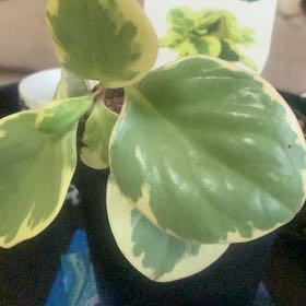 Photo of the plant species Peperomia obtipan by @PetiteWaiuatua named Bigleef Smalls on Greg, the plant care app