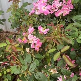 Photo of the plant species Virginian Rose by @PrimeArecapalm named Sproutacus on Greg, the plant care app