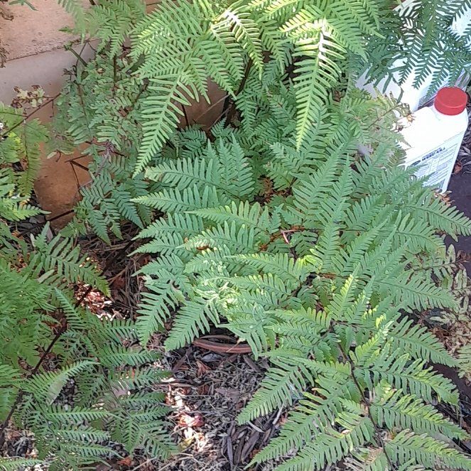 Photo of the plant species Australian Brake by @ReallyBromeliad named Nemo on Greg, the plant care app