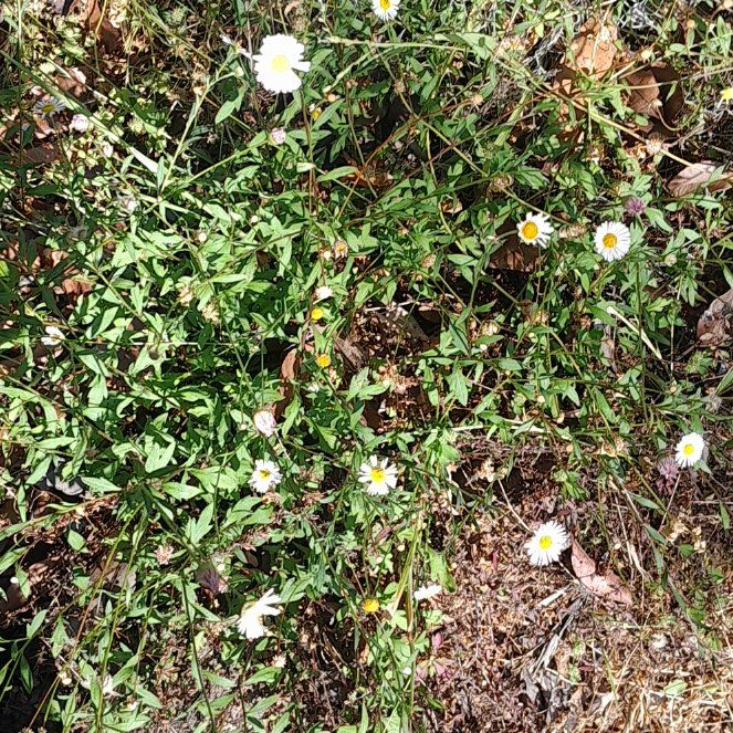 Photo of the plant species Latin American Fleabane by @ReallyBromeliad named Sanders on Greg, the plant care app