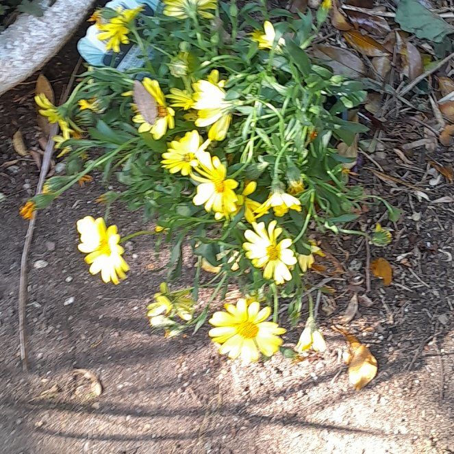 Photo of the plant species Sneezeweed by @ReallyBromeliad named Madonna on Greg, the plant care app