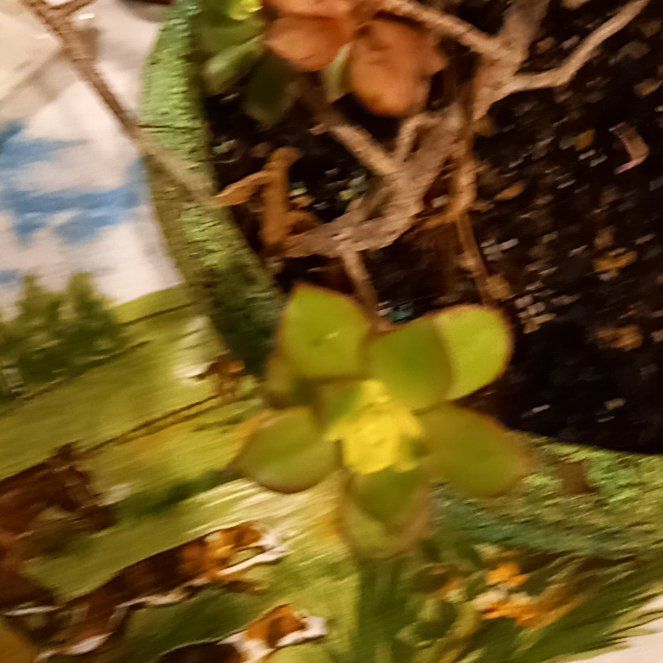 Photo of the plant species Coral Moss by @SolidlyPokaka named Scarlett on Greg, the plant care app