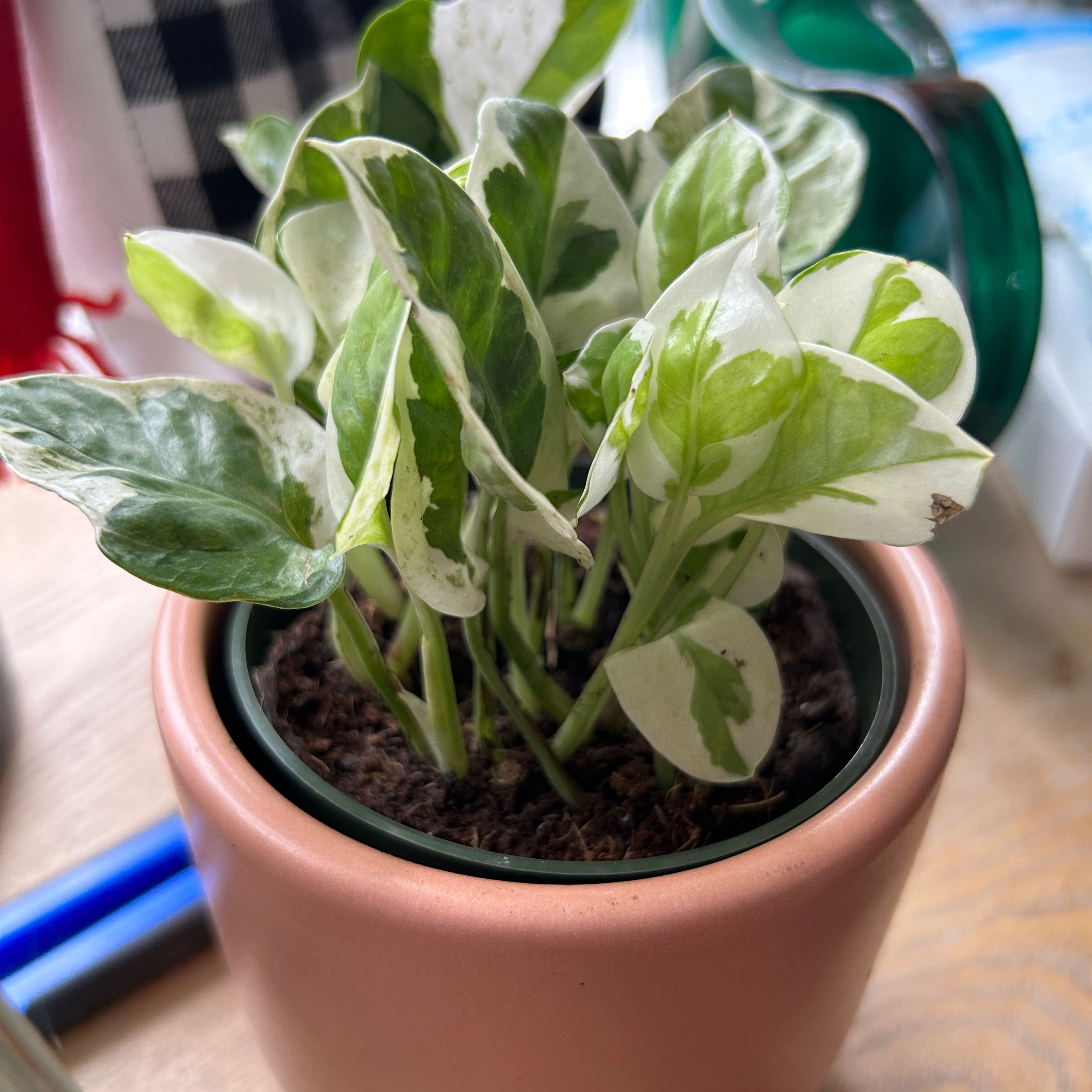 Pearls and Jade Pothos plant in a small pot with variegated green and white leaves.