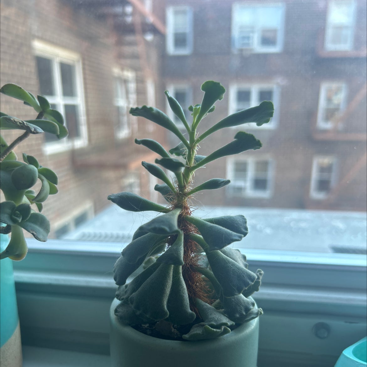 Pillow Feet Crinkle Leaf Plant on a windowsill with buildings in the background.
